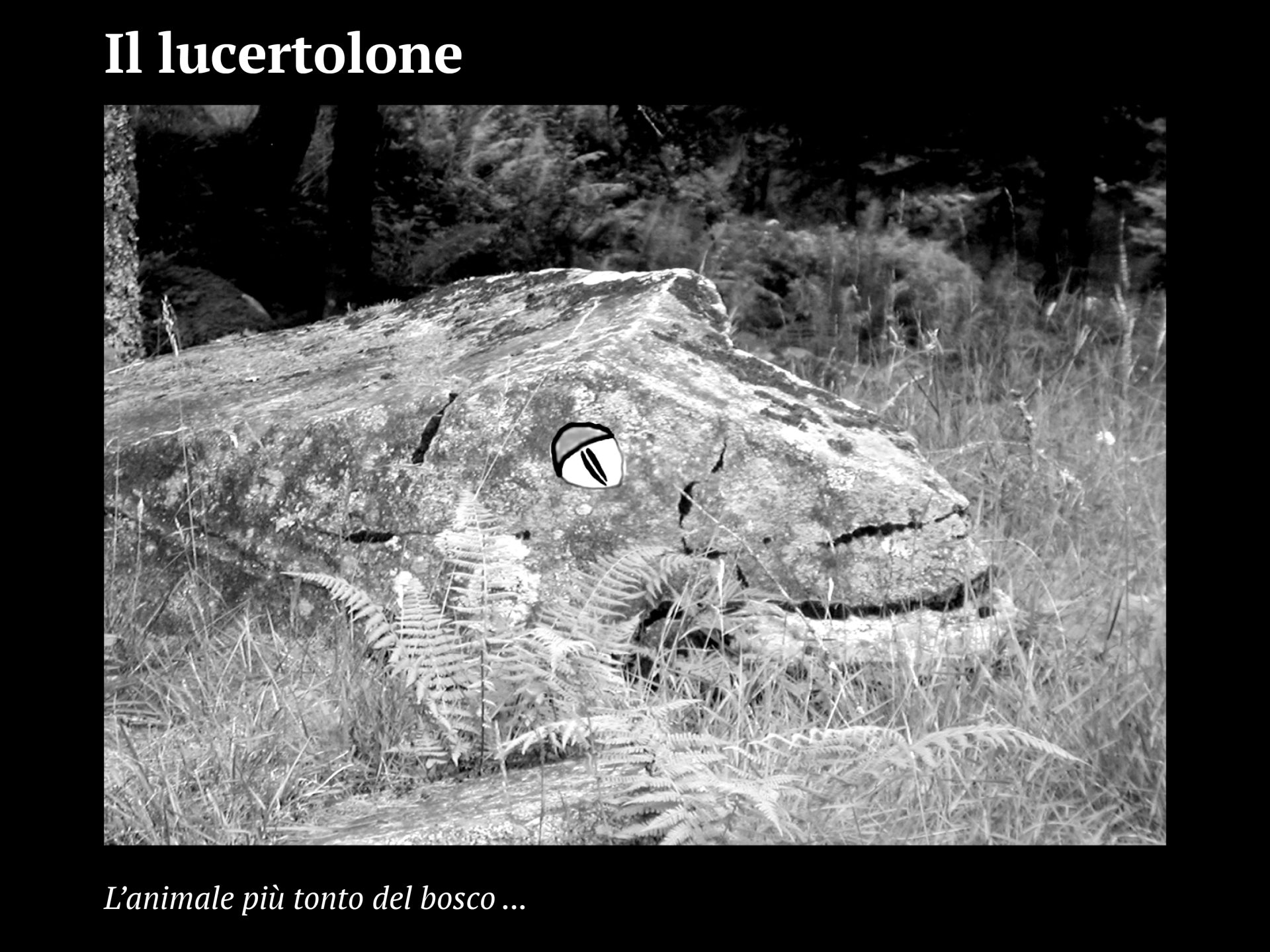 Progetto facce12