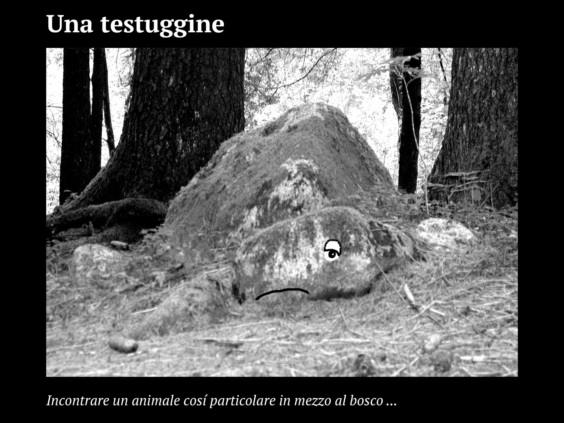 Progetto facce17
