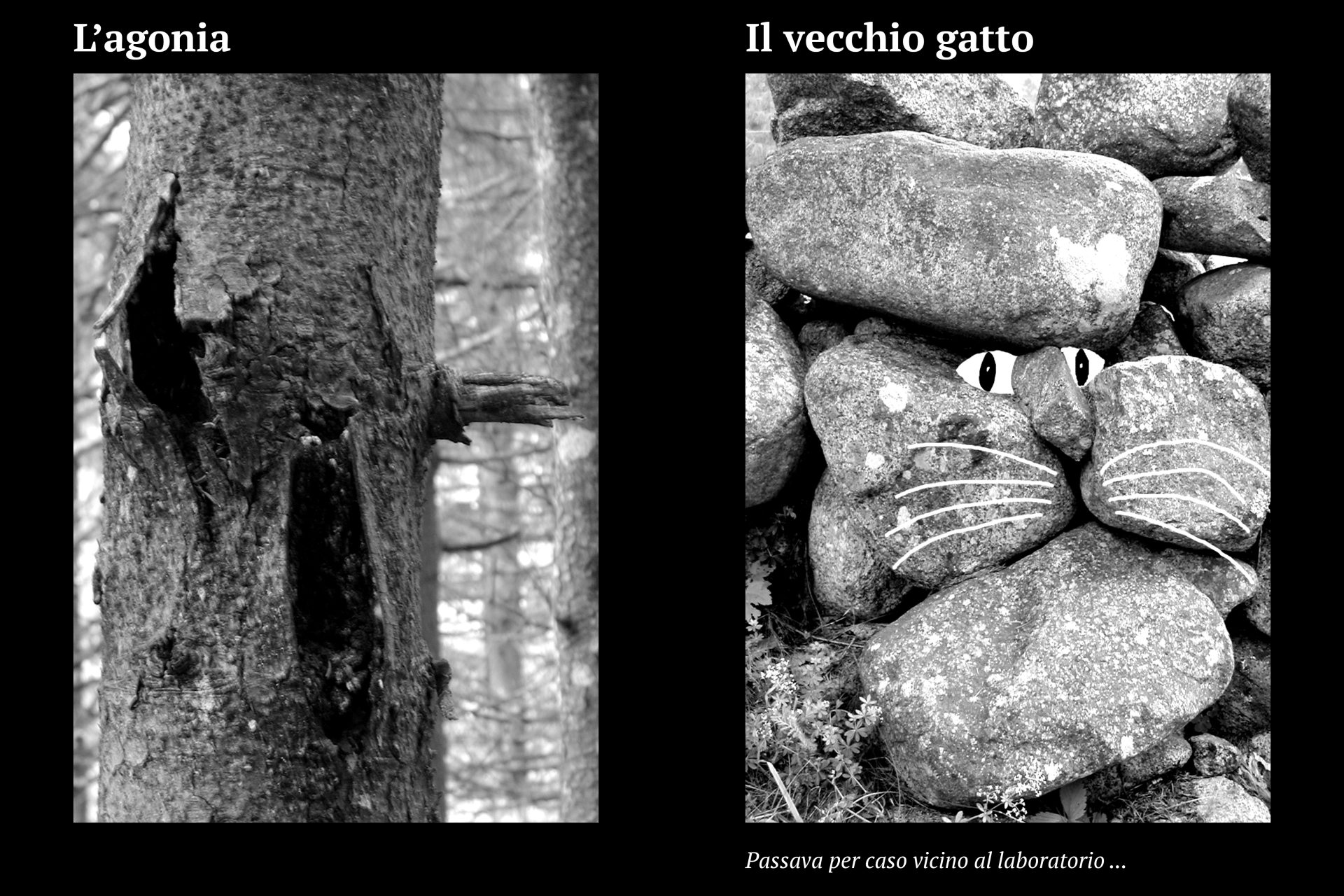 Progetto facce20