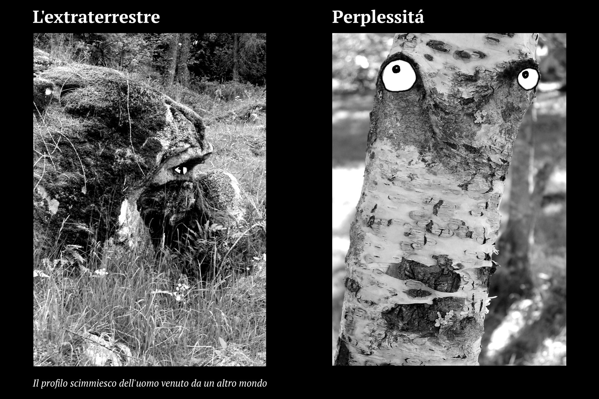 Progetto facce24